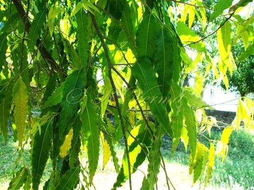  Leaves